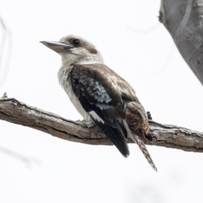 Dacelo novaeguineae (Laughing Kookaburra) at Forde, ACT - 27 Nov 2018 by AlisonMilton