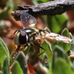 Simosyrphus grandicornis (Common hover fly) at Mount Ainslie - 26 Nov 2018 by jb2602