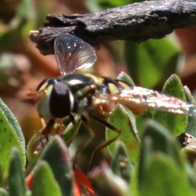 Simosyrphus grandicornis (Common hover fly) at Majura, ACT - 26 Nov 2018 by jbromilow50