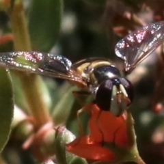 Simosyrphus grandicornis at Majura, ACT - 26 Nov 2018