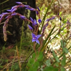 Veronica perfoliata at Tennent, ACT - 27 Nov 2018