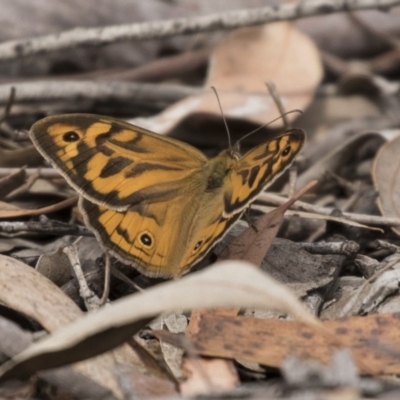 Heteronympha merope (Common Brown Butterfly) at Forde, ACT - 26 Nov 2018 by Alison Milton