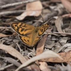 Heteronympha merope at Forde, ACT - 27 Nov 2018