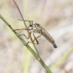 Zosteria sp. (genus) (Common brown robber fly) at Amaroo, ACT - 27 Nov 2018 by AlisonMilton