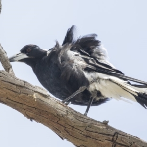 Gymnorhina tibicen at Amaroo, ACT - 27 Nov 2018 11:38 AM