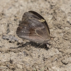 Heteronympha merope (Common Brown Butterfly) at Amaroo, ACT - 27 Nov 2018 by AlisonMilton