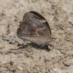 Heteronympha merope (Common Brown Butterfly) at Amaroo, ACT - 27 Nov 2018 by Alison Milton