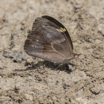 Heteronympha merope (Common Brown Butterfly) at Amaroo, ACT - 27 Nov 2018 by AlisonMilton