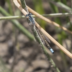 Ischnura heterosticta (Common Bluetail Damselfly) at Amaroo, ACT - 27 Nov 2018 by Alison Milton