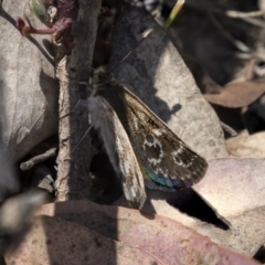 Synemon plana (Golden Sun Moth) at Amaroo, ACT - 27 Nov 2018 by Alison Milton