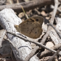 Heteronympha merope (Common Brown Butterfly) at Amaroo, ACT - 27 Nov 2018 by Alison Milton