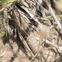 Genus novum 18 sp. 1 (Undescribed) at Throsby, ACT - 27 Nov 2018