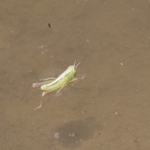 Praxibulus sp. (genus) at Amaroo, ACT - 27 Nov 2018 11:47 AM