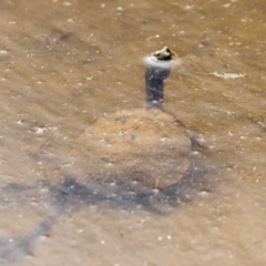 Chelodina longicollis (Eastern Long-necked Turtle) at Amaroo, ACT - 27 Nov 2018 by AlisonMilton