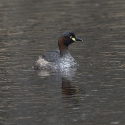 Tachybaptus novaehollandiae (Australasian Grebe) at Amaroo, ACT - 27 Nov 2018 by AlisonMilton