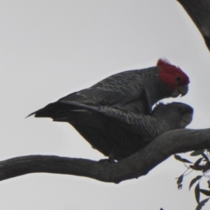 Callocephalon fimbriatum at Deakin, ACT - 27 Nov 2018