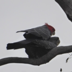 Callocephalon fimbriatum at Deakin, ACT - 27 Nov 2018