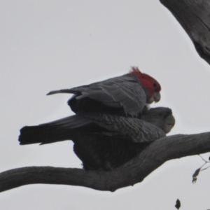 Callocephalon fimbriatum at Deakin, ACT - 27 Nov 2018