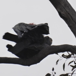 Callocephalon fimbriatum at Deakin, ACT - 27 Nov 2018