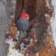 Callocephalon fimbriatum (Gang-gang Cockatoo) at Deakin, ACT - 27 Nov 2018 by JackyF