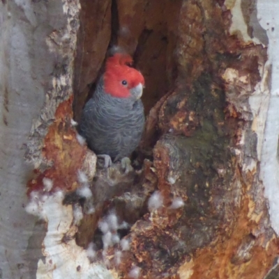 Callocephalon fimbriatum (Gang-gang Cockatoo) at Deakin, ACT - 27 Nov 2018 by JackyF