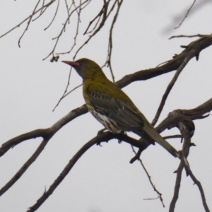 Oriolus sagittatus at Deakin, ACT - 27 Nov 2018 05:11 PM