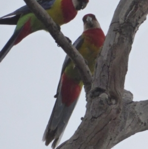 Platycercus eximius at Deakin, ACT - 27 Nov 2018