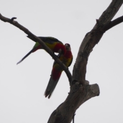 Platycercus eximius at Deakin, ACT - 27 Nov 2018