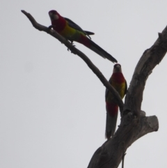 Platycercus eximius at Deakin, ACT - 27 Nov 2018