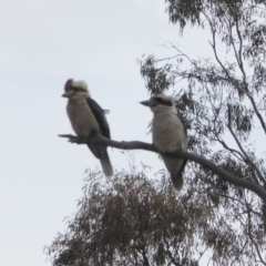 Dacelo novaeguineae at Hughes, ACT - 27 Nov 2018