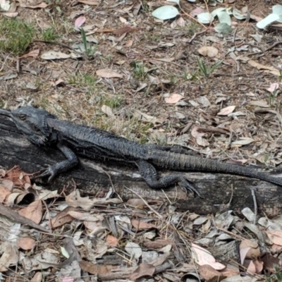 Pogona barbata (Eastern Bearded Dragon) at Red Hill, ACT - 26 Nov 2018 by JackyF