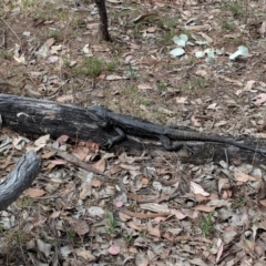 Pogona barbata at Red Hill, ACT - suppressed