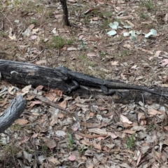 Pogona barbata at Red Hill, ACT - 27 Nov 2018