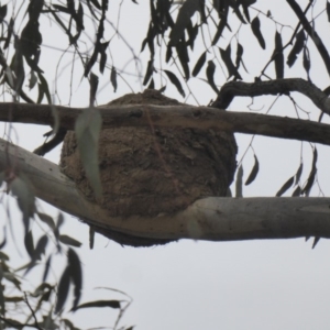 Corcorax melanorhamphos at Deakin, ACT - 27 Nov 2018