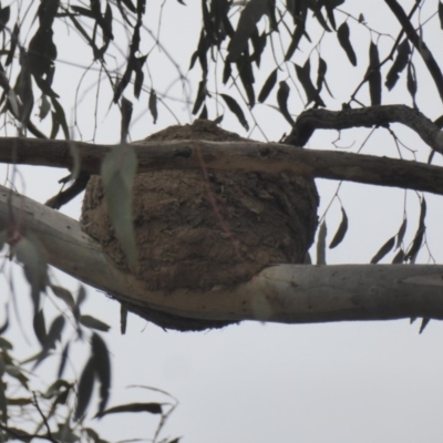 Corcorax melanorhamphos (White-winged Chough) at Deakin, ACT - 27 Nov 2018 by JackyF