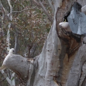 Cacatua galerita at Hughes, ACT - 27 Nov 2018