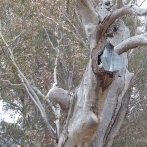 Cacatua galerita at Hughes, ACT - 27 Nov 2018