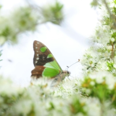 Graphium macleayanum (Macleay's Swallowtail) at Hackett, ACT - 27 Nov 2018 by Harrisi