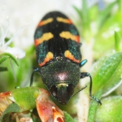 Castiarina sexplagiata (Jewel beetle) at Hackett, ACT - 27 Nov 2018 by Harrisi