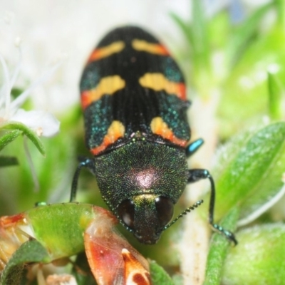 Castiarina sexplagiata (Jewel beetle) at Hackett, ACT - 27 Nov 2018 by Harrisi