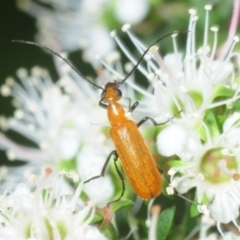 Zonitis sp. (genus) (Oil beetle) at Parkes, ACT - 27 Nov 2018 by Harrisi