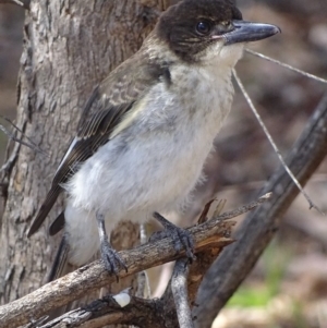 Cracticus torquatus at Hughes, ACT - 26 Nov 2018 10:18 AM