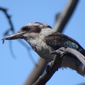 Dacelo novaeguineae at Garran, ACT - 26 Nov 2018 10:42 AM