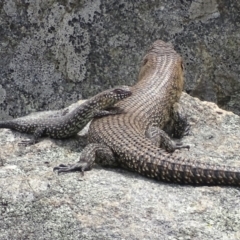 Egernia cunninghami (Cunningham's Skink) at Garran, ACT - 27 Nov 2018 by roymcd