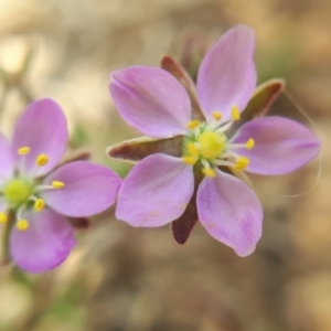 Spergularia rubra at Franklin, ACT - 27 Nov 2018