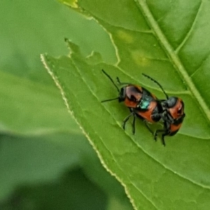 Aporocera (Aporocera) parenthetica at Jerrabomberra, ACT - 27 Nov 2018