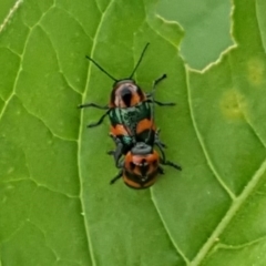 Aporocera (Aporocera) parenthetica at Jerrabomberra, ACT - 27 Nov 2018