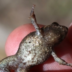 Crinia signifera at Majura, ACT - 26 Nov 2018