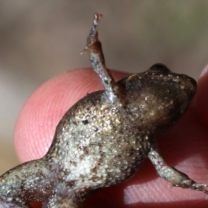 Crinia signifera at Majura, ACT - 26 Nov 2018