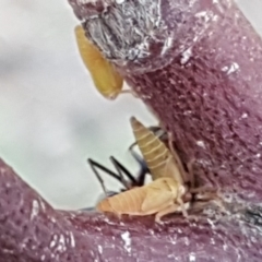 Cicadellidae (family) (Unidentified leafhopper) at Jerrabomberra, ACT - 27 Nov 2018 by Mike